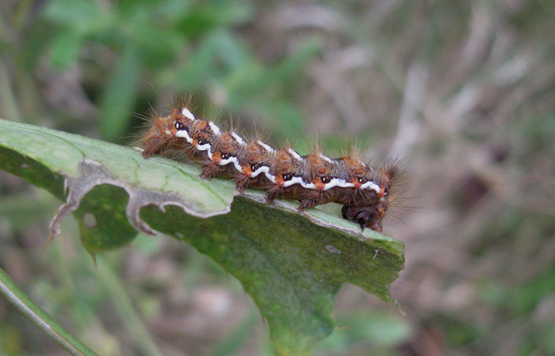 bruco da identificare